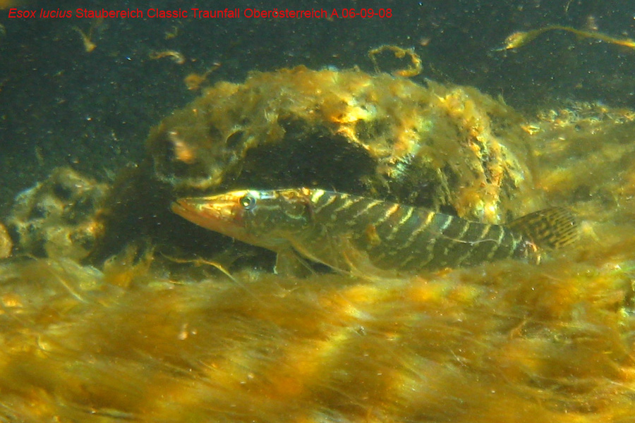 Immersione in fiume austriaco